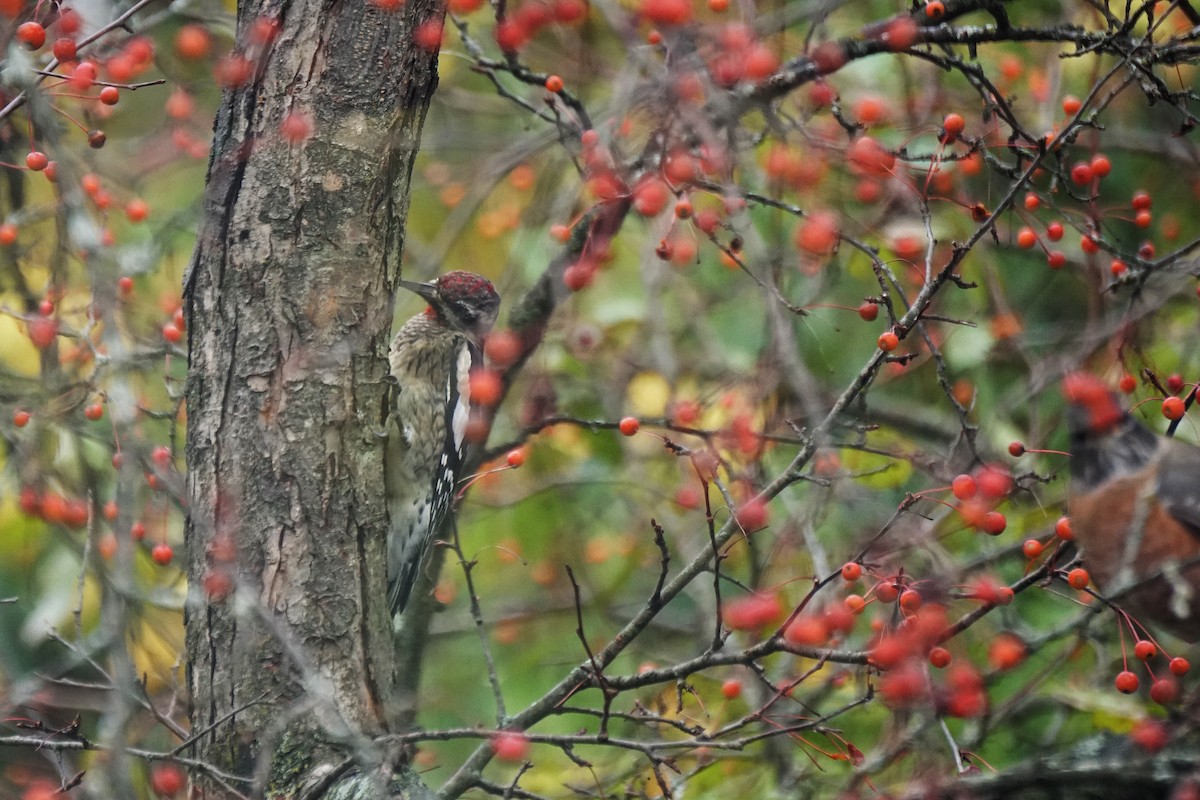 Yellow-bellied Sapsucker - ML644174796