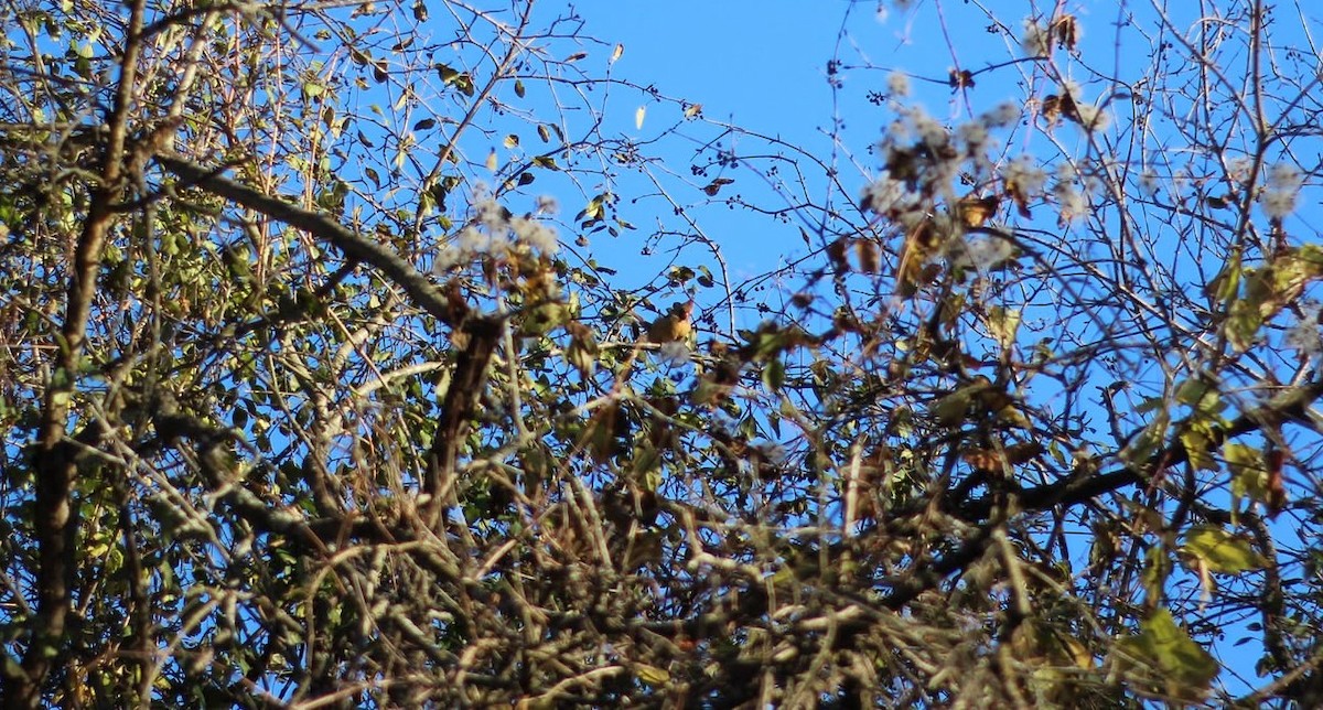 Northern Cardinal - ML644174802