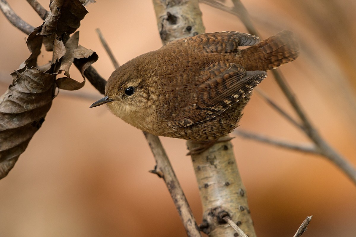 Winter Wren - ML644174818