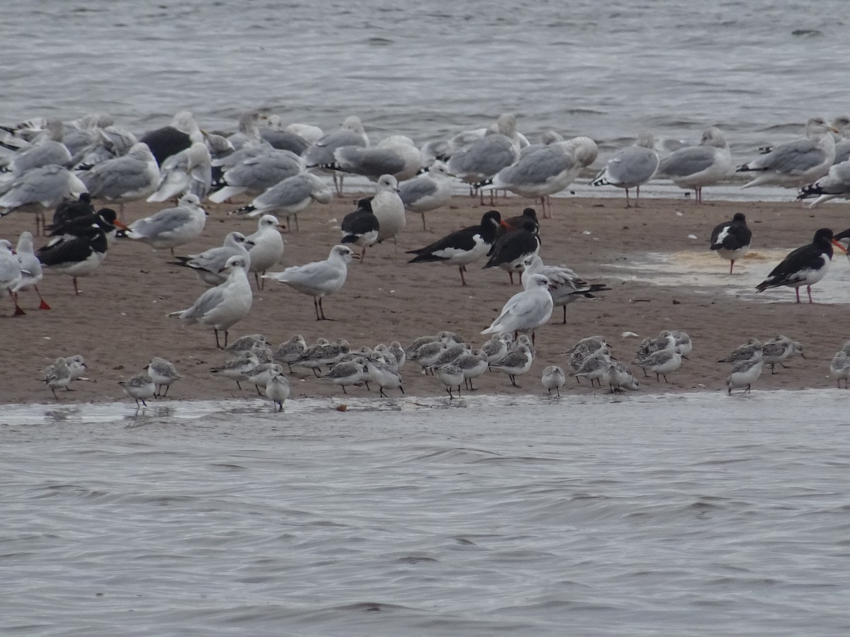 ニシズグロカモメ - ML644174830