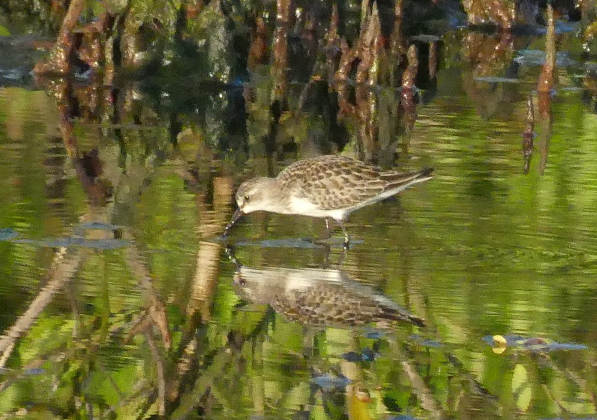 Western Sandpiper - ML644174841