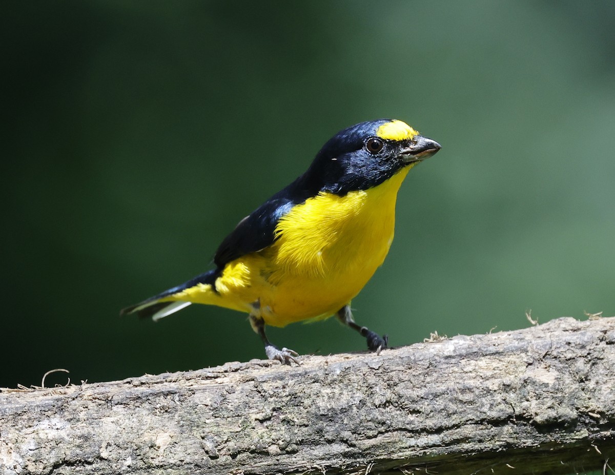 Yellow-throated Euphonia - ML644174845