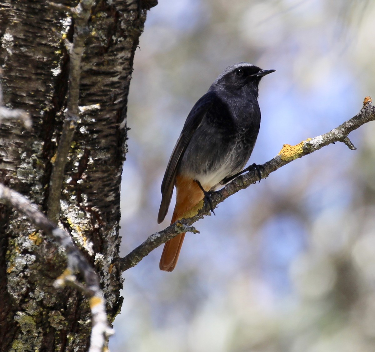 Black Redstart - ML644174869