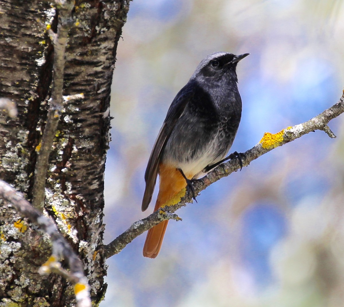 Black Redstart - ML644174870