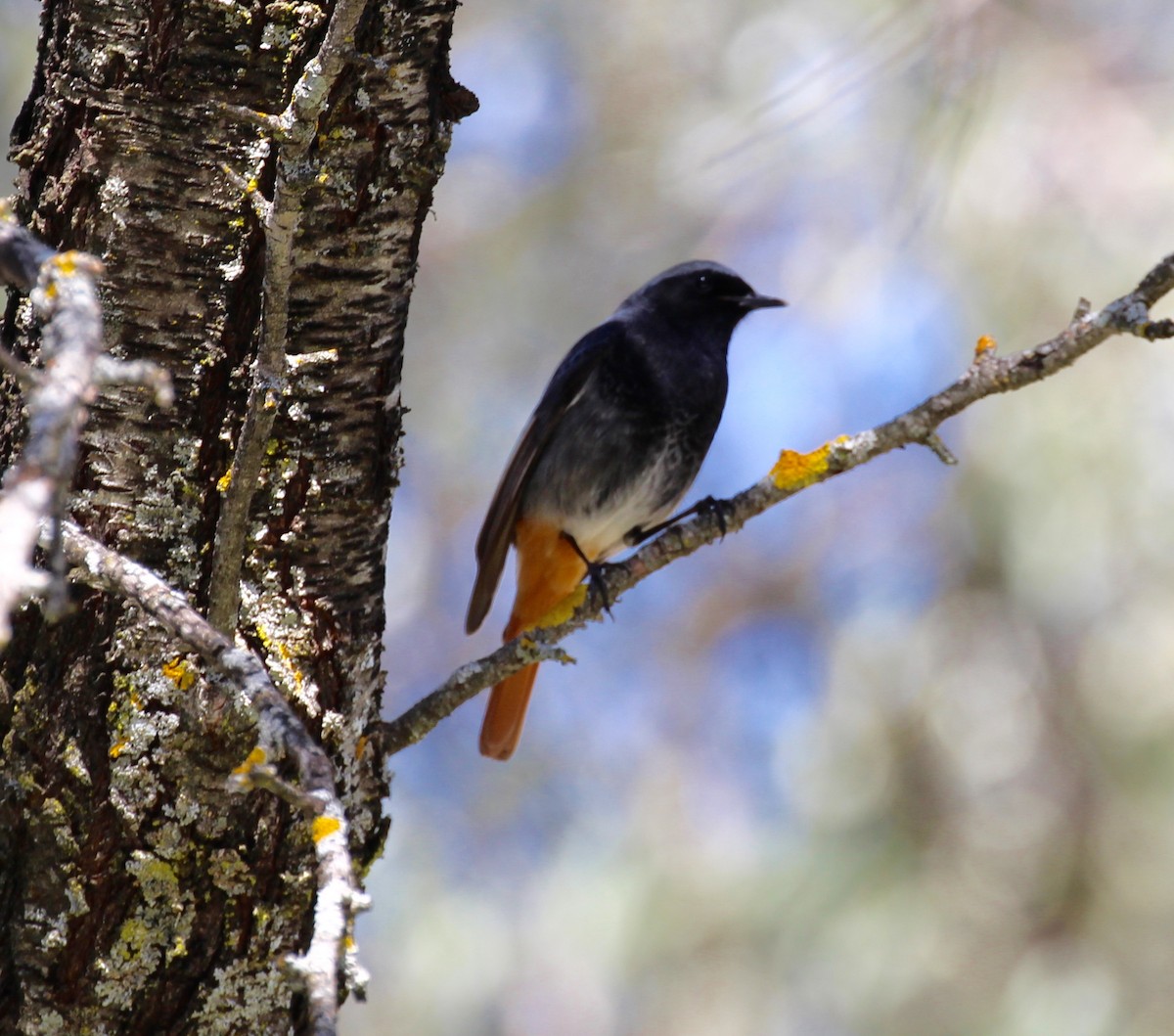Black Redstart - ML644174871