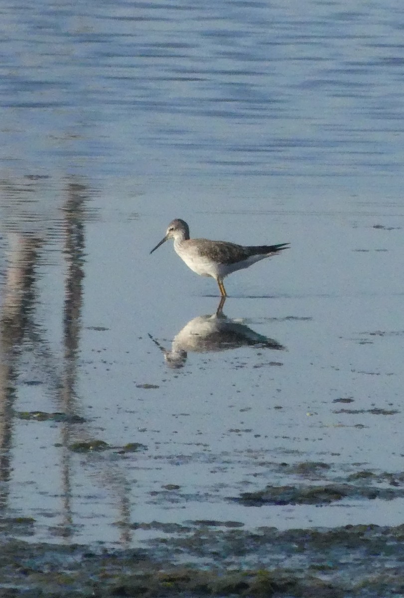 Greater Yellowlegs - ML644174909