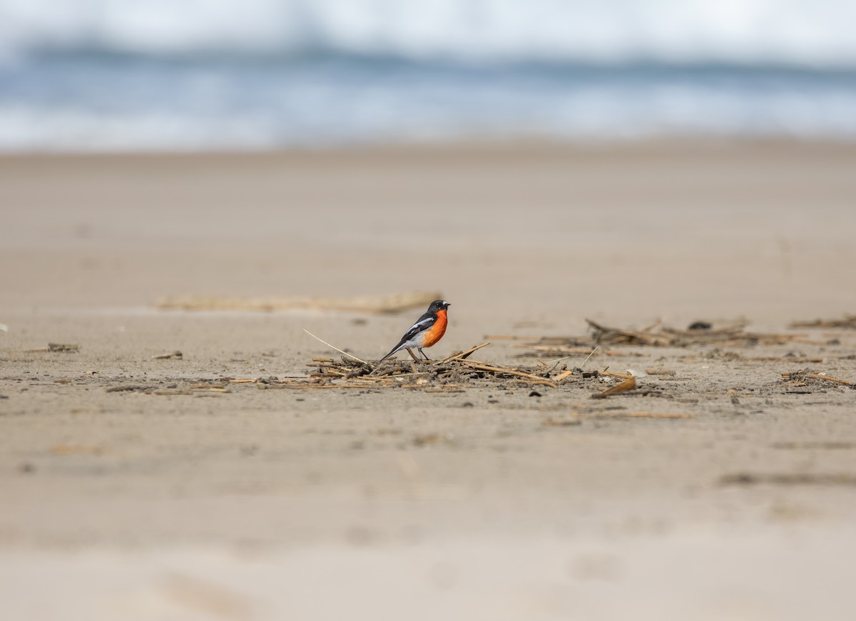 flammeflueskvett - ML644174930