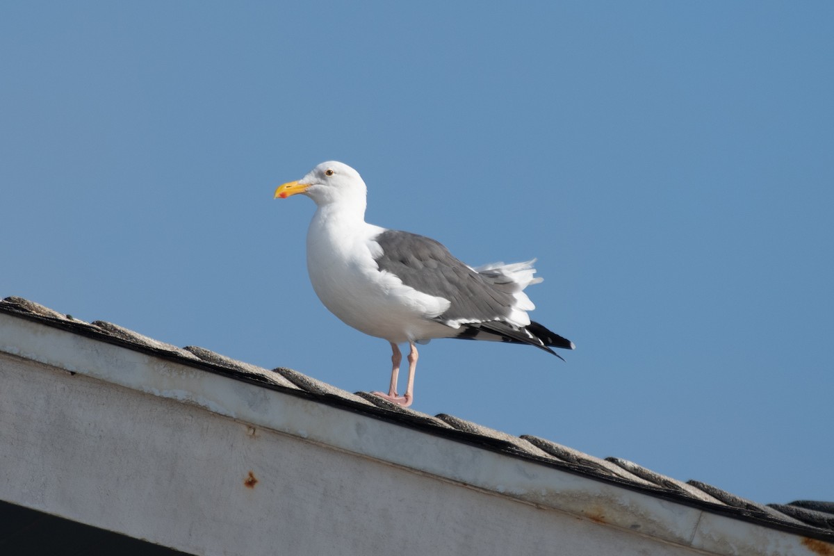 Western Gull - ML644174935