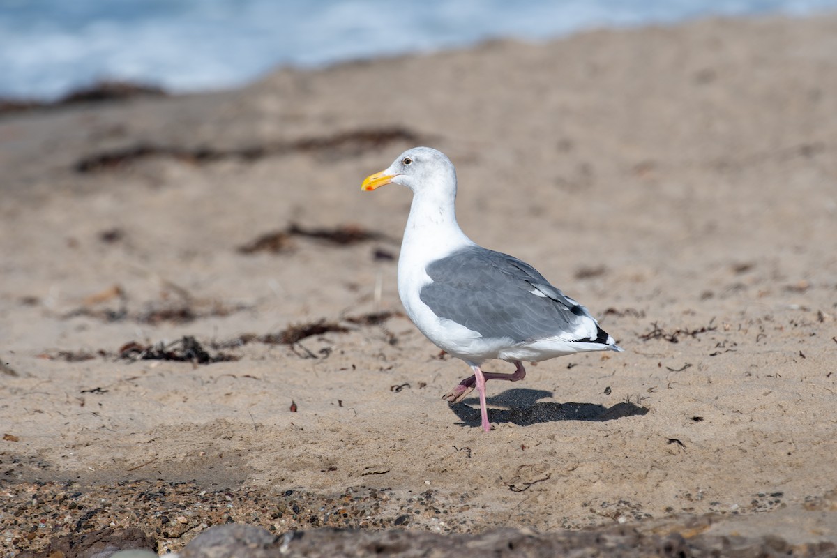 Western Gull - ML644174937