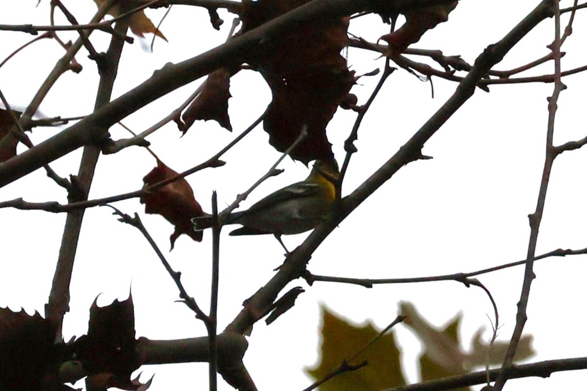 Sarı Gerdanlı Vireo - ML644174938