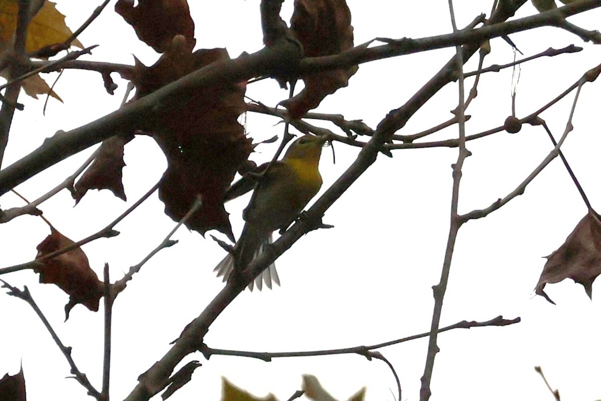 Sarı Gerdanlı Vireo - ML644174939