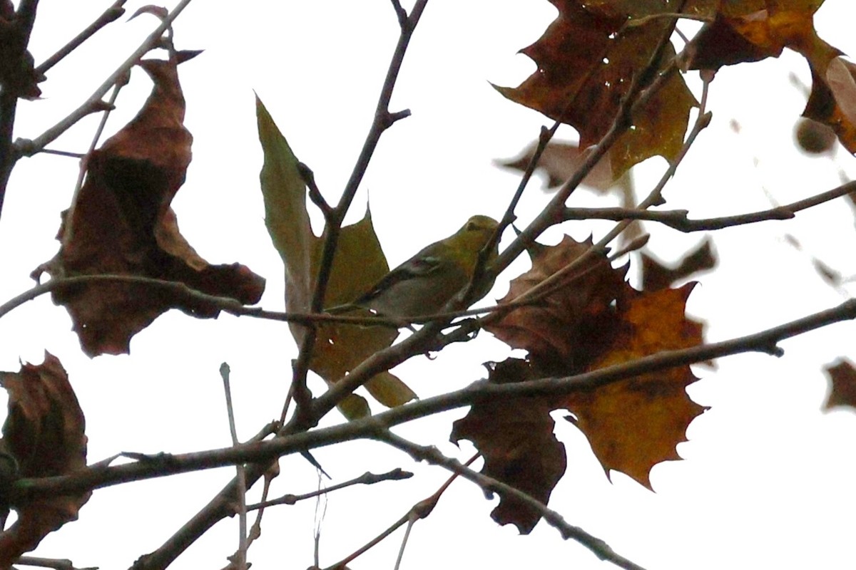 Sarı Gerdanlı Vireo - ML644174941