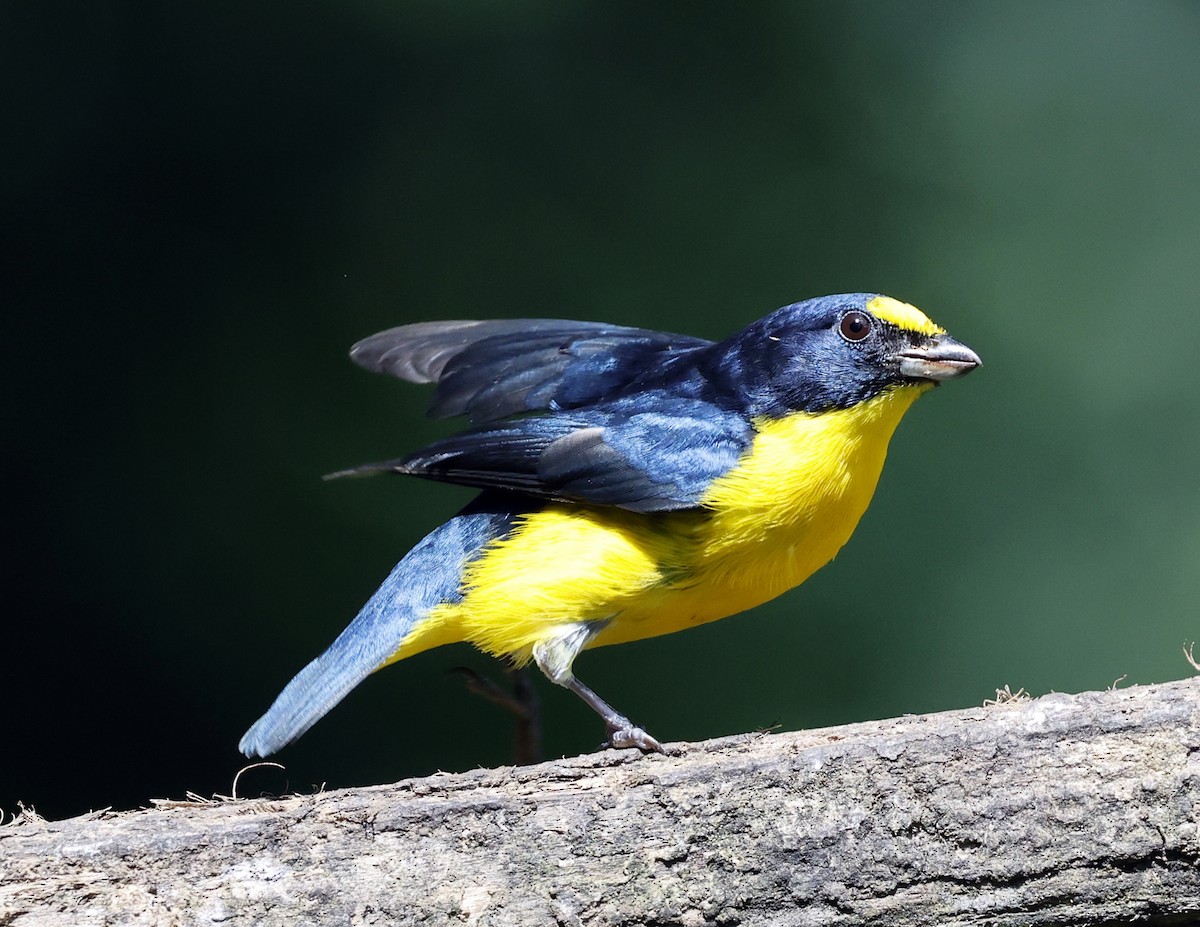 Yellow-throated Euphonia - ML644174948