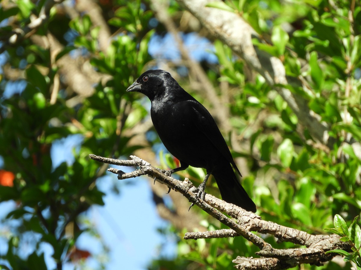 Screaming Cowbird - ML644174958