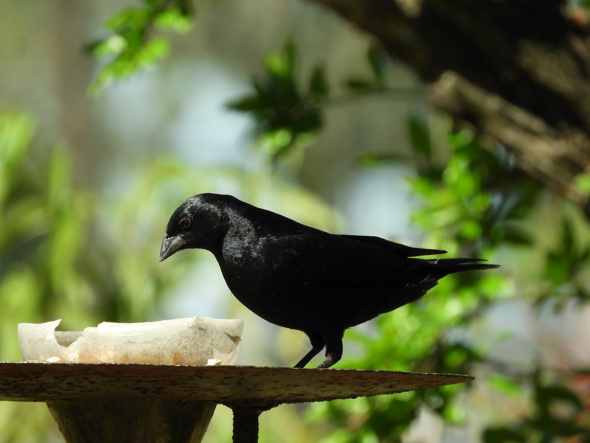 Screaming Cowbird - ML644174959