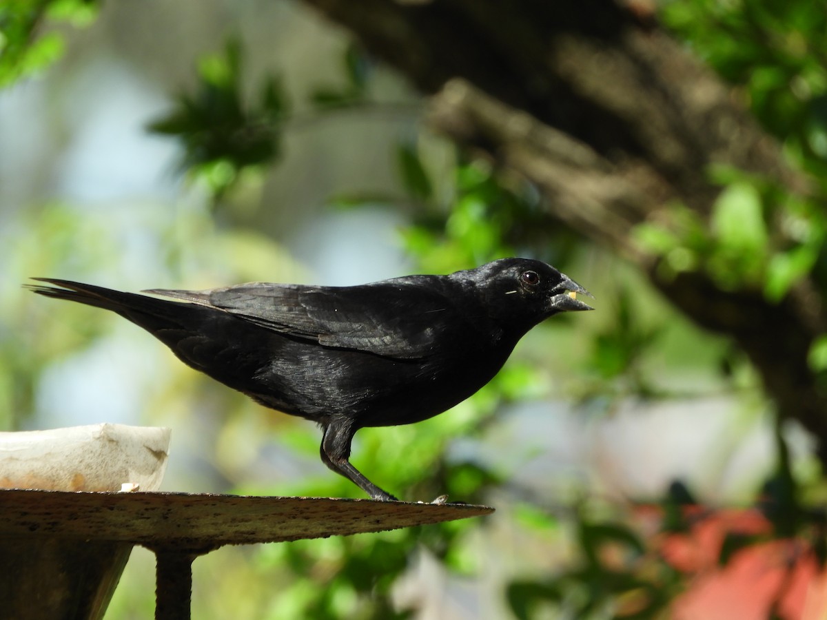 Screaming Cowbird - ML644174960