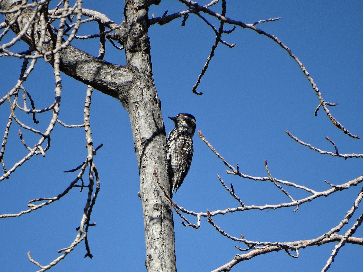 Striped Woodpecker - ML644174969