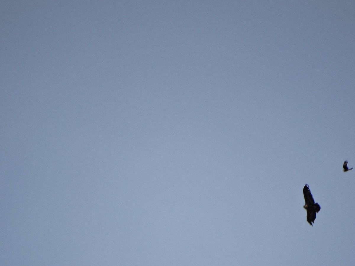 Black-chested Buzzard-Eagle - ML644174976