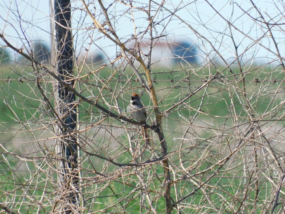 Pale-breasted Spinetail - ML644174980