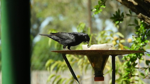 Screaming Cowbird - ML644174992