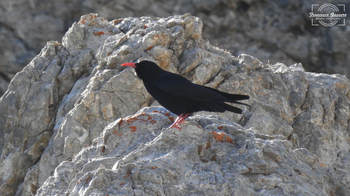 ベニハシガラス - ML644175008