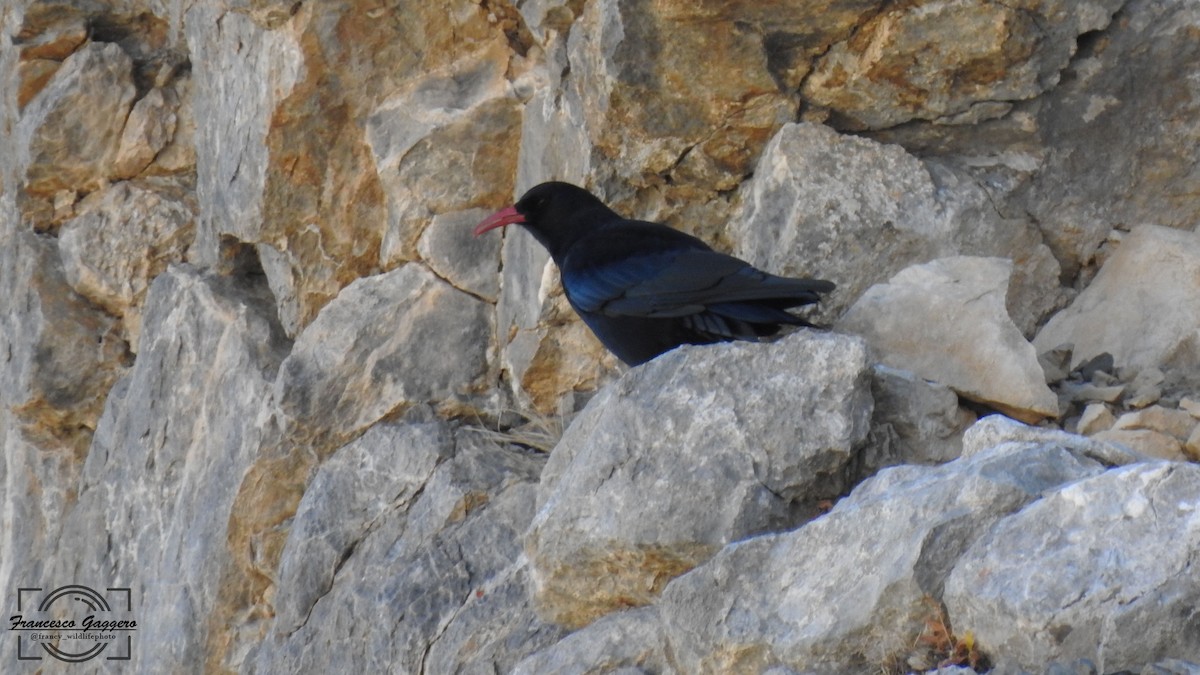 ベニハシガラス - ML644175013