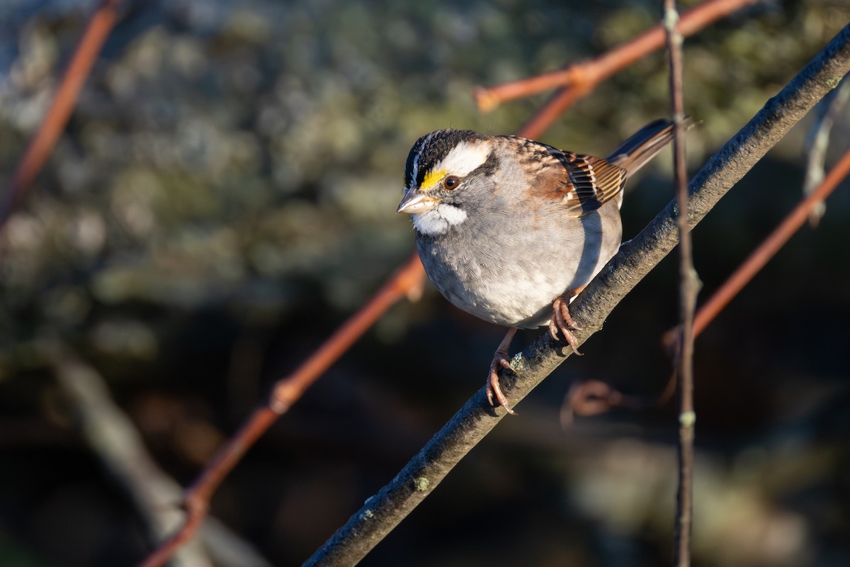 White-throated Sparrow - ML644175017