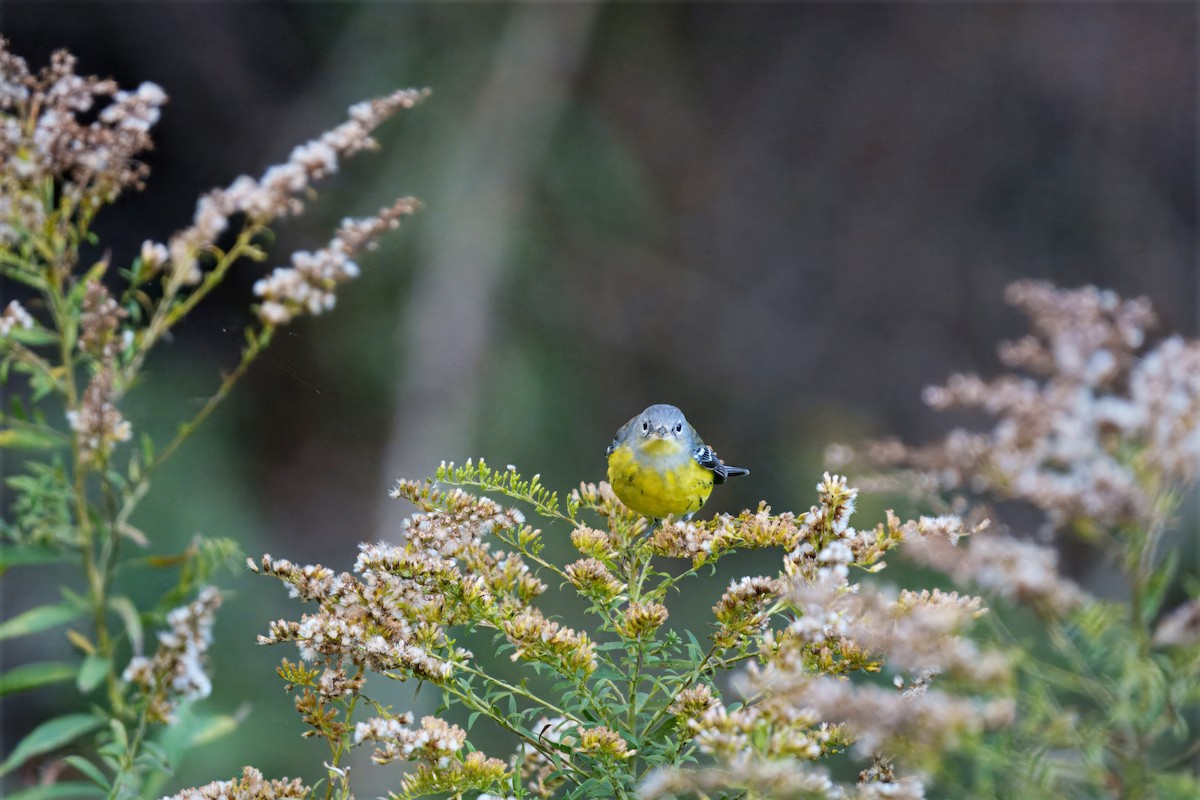 Magnolia Warbler - ML644175030