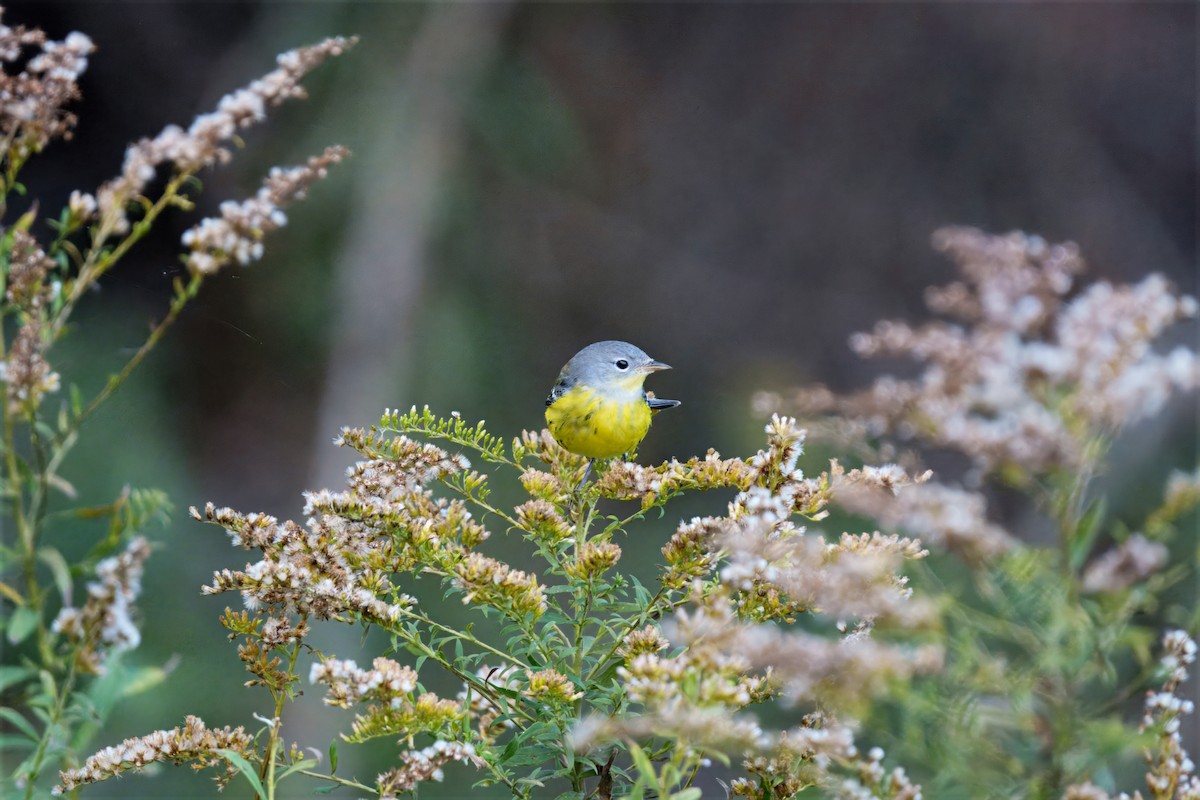 Magnolia Warbler - ML644175031