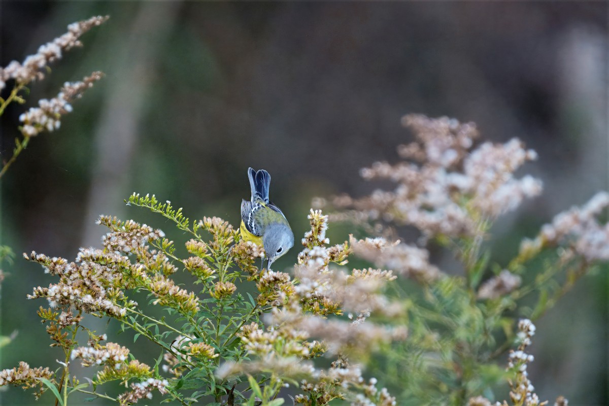 Magnolia Warbler - ML644175032