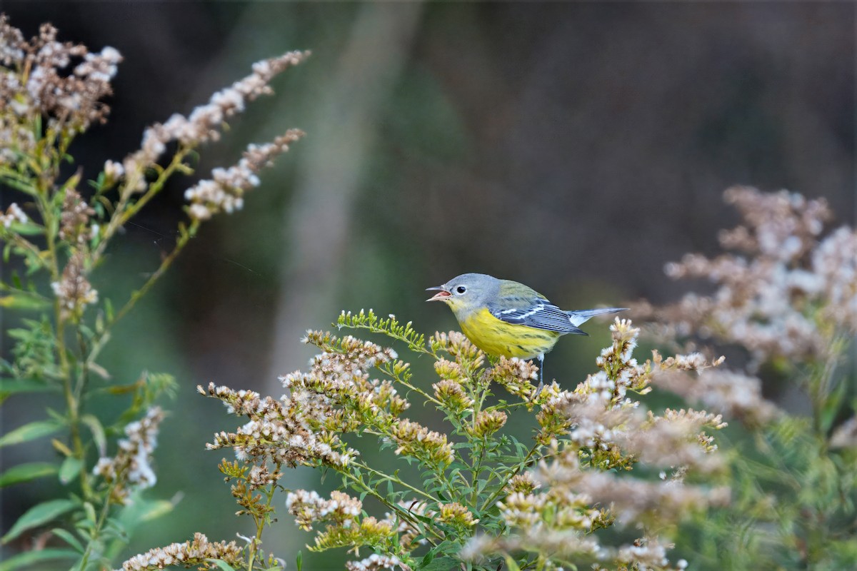 Magnolia Warbler - ML644175033