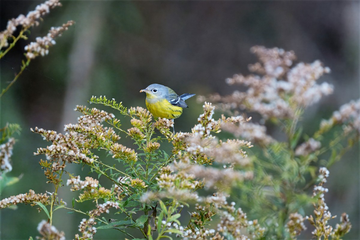 Magnolia Warbler - ML644175034