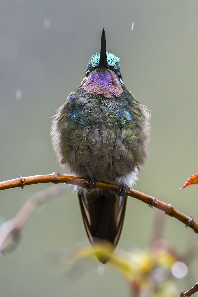 kolibřík fialovohrdlý - ML644175037