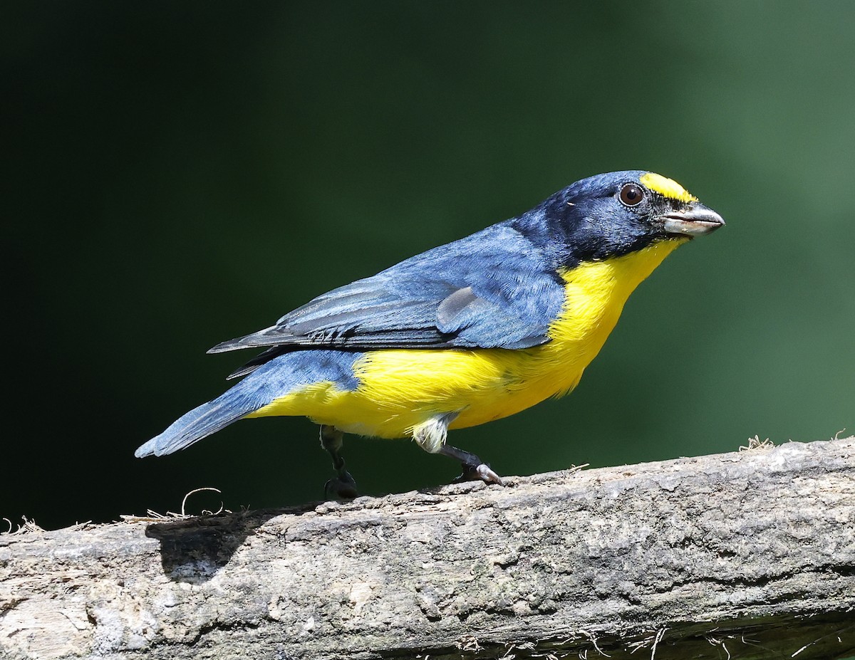 Yellow-throated Euphonia - ML644175043