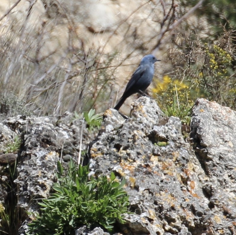 Blue Rock-Thrush - ML644175046