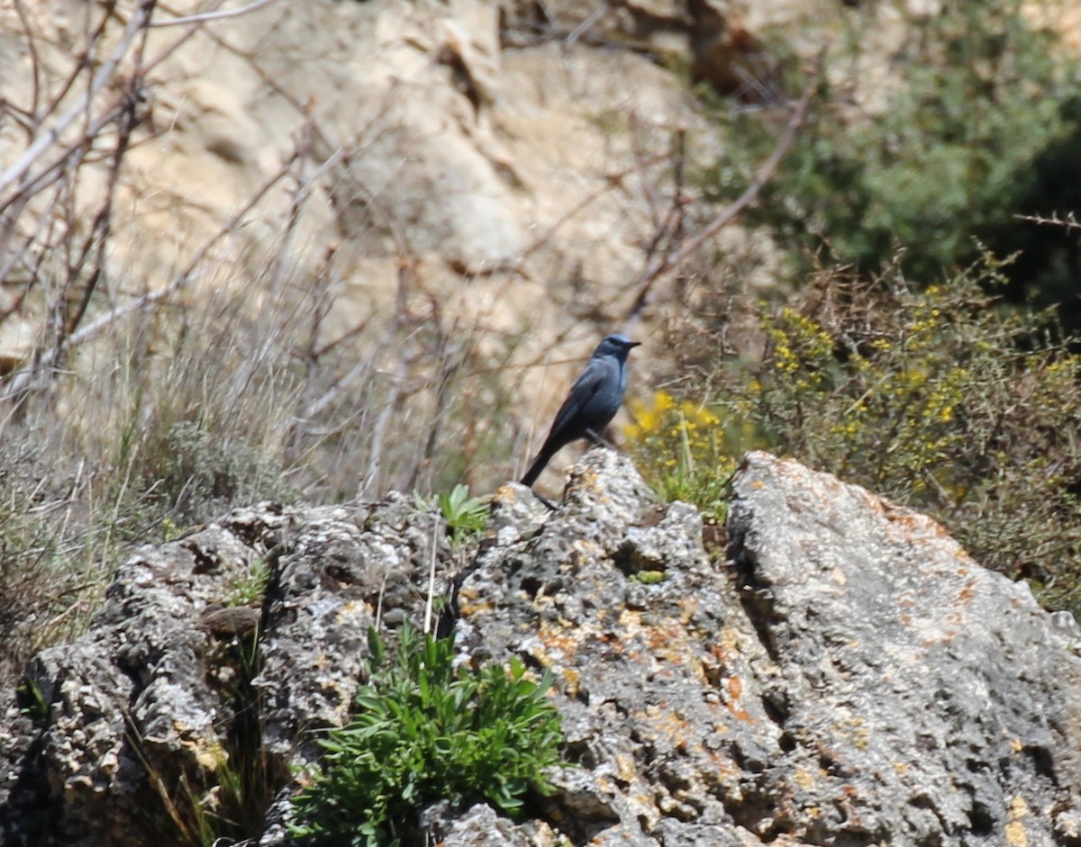 Blue Rock-Thrush - ML644175047