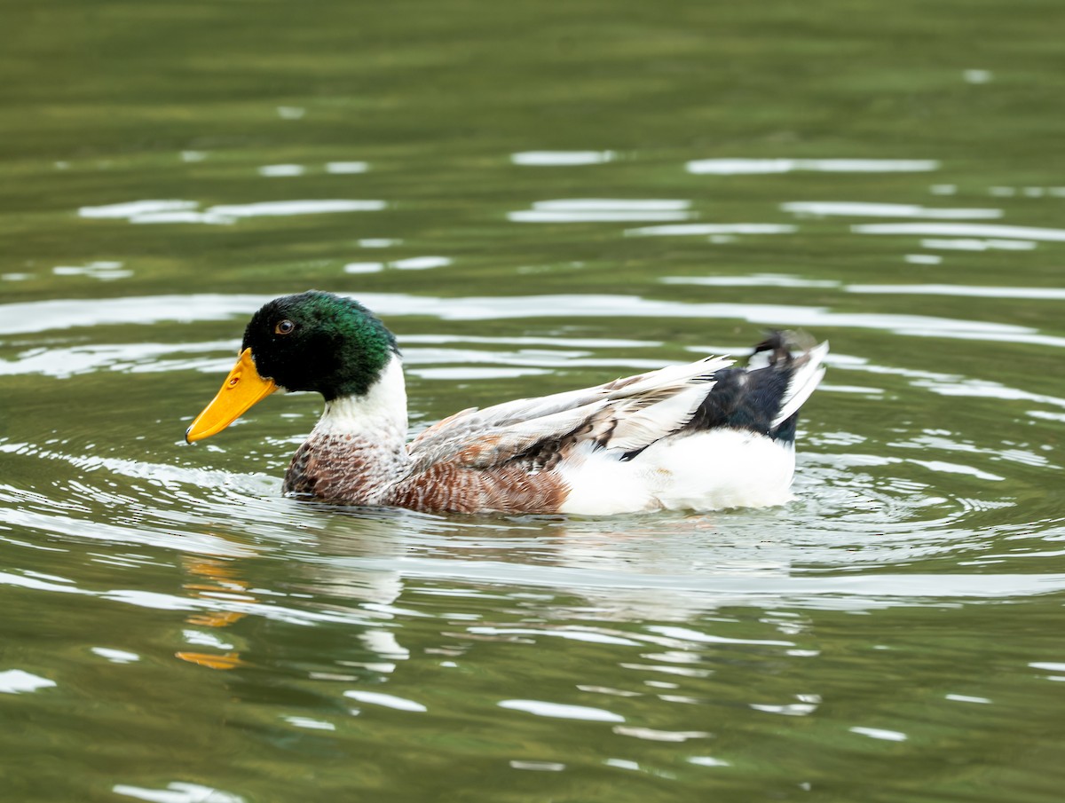 Зэрлэг нугас - ML644175052