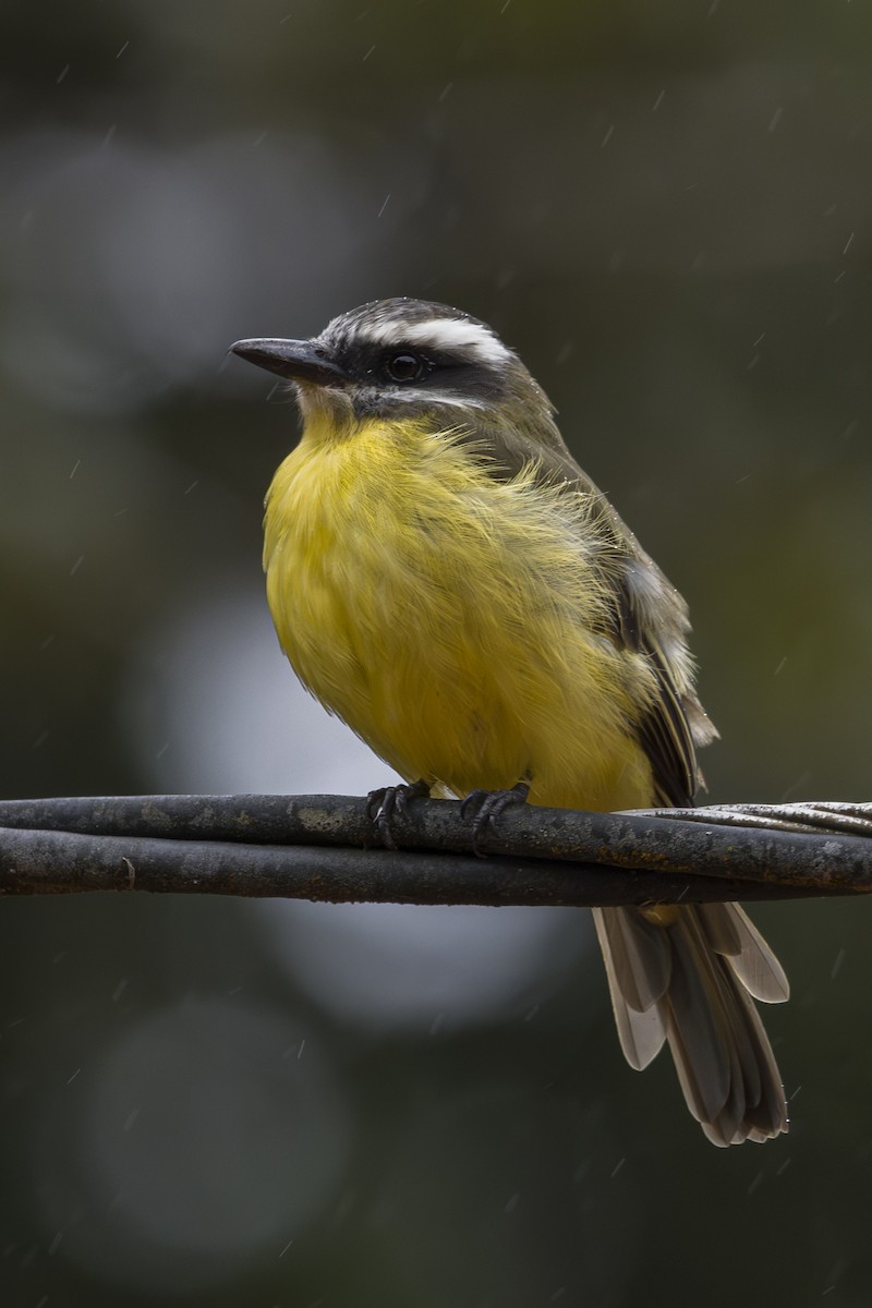 Tyran à ventre d'or - ML644175121