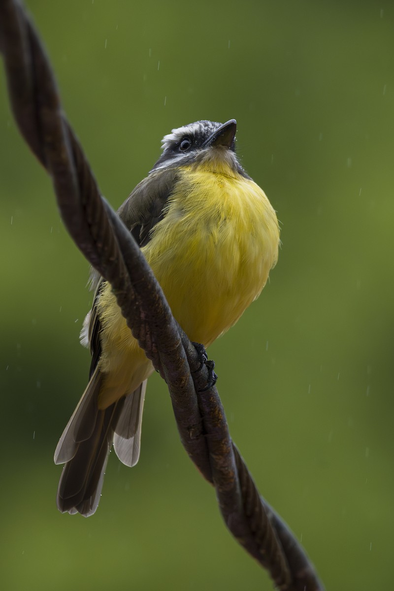 Tyran à ventre d'or - ML644175124