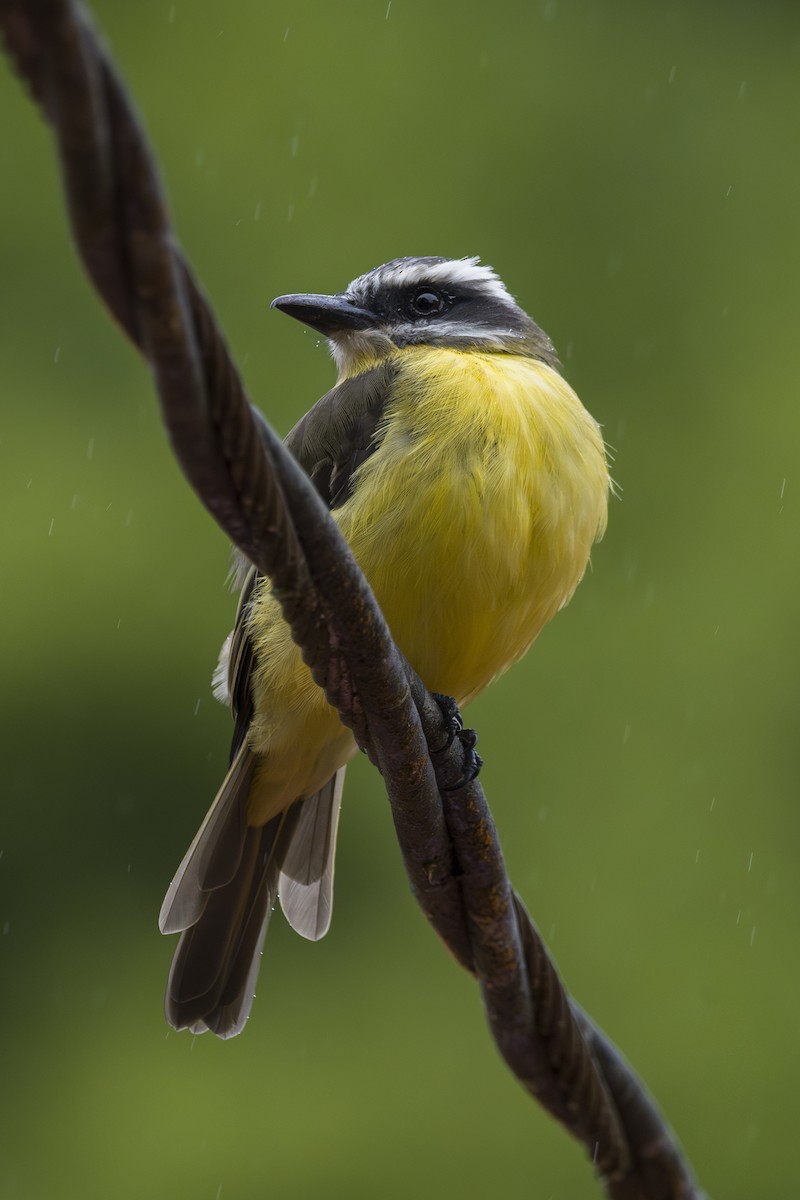 Tyran à ventre d'or - ML644175125