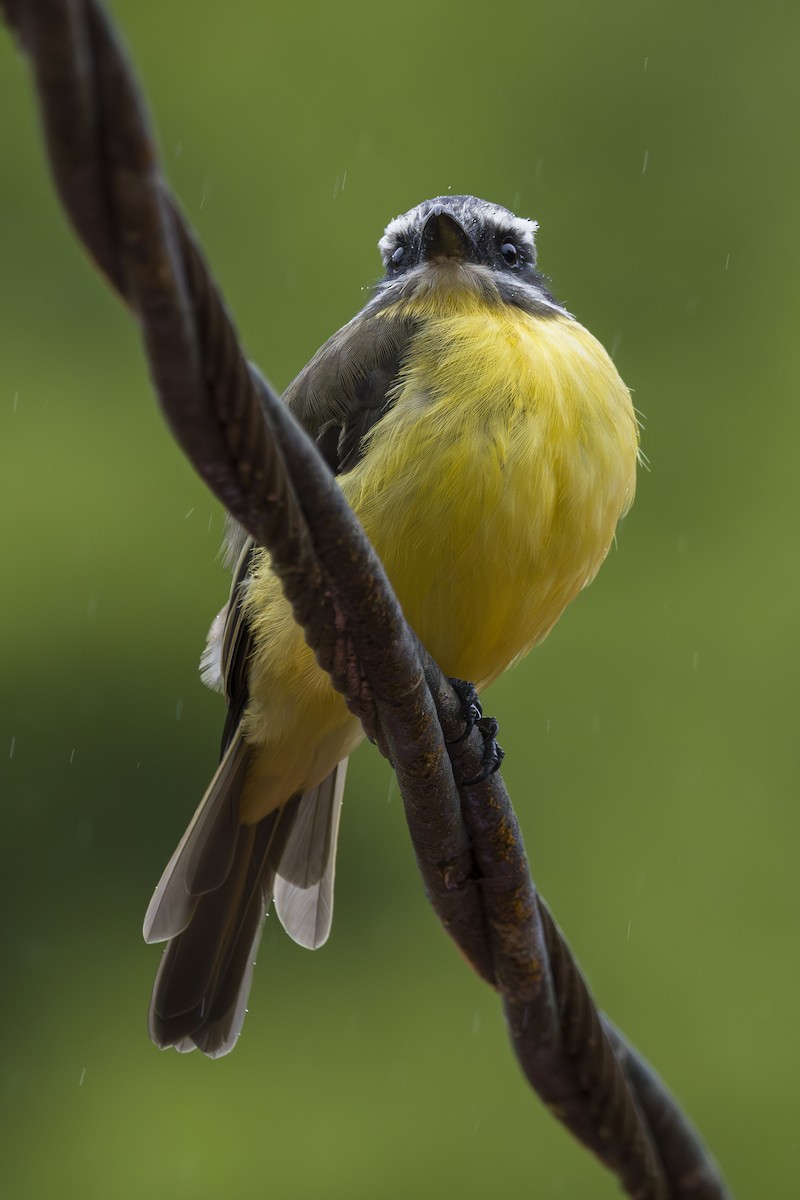 Tyran à ventre d'or - ML644175126