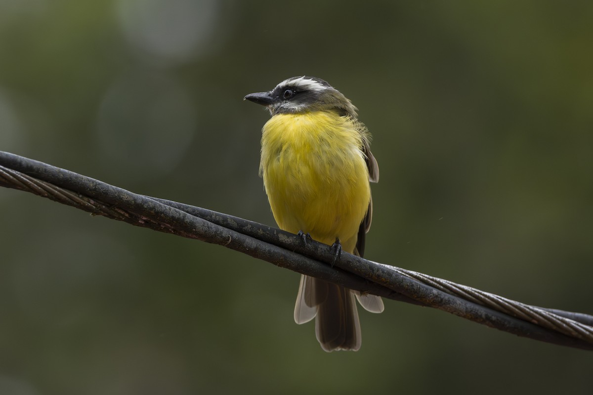 Tyran à ventre d'or - ML644175128