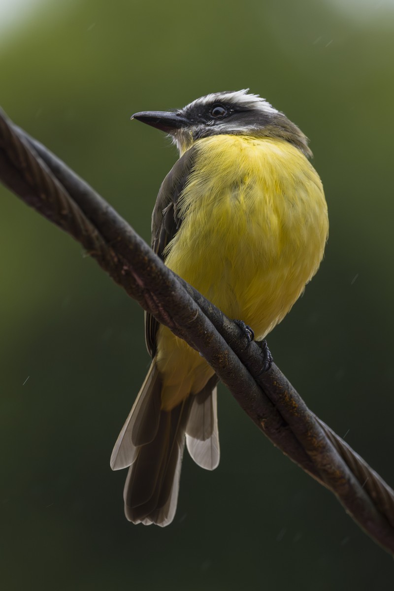 Tyran à ventre d'or - ML644175130