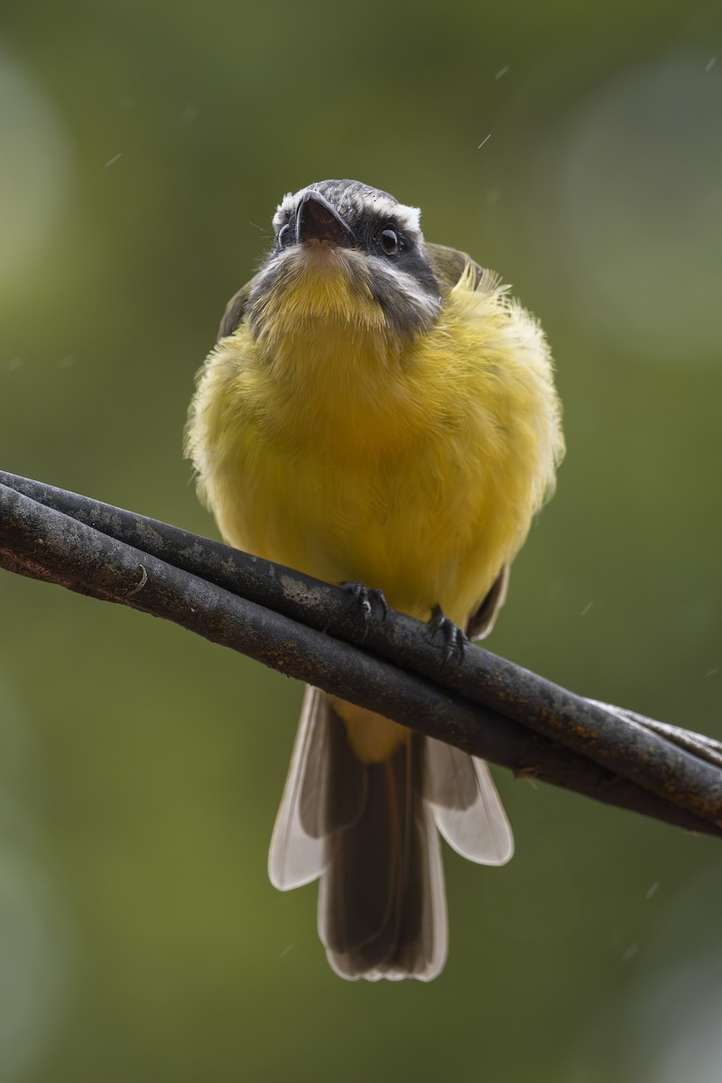 Tyran à ventre d'or - ML644175132