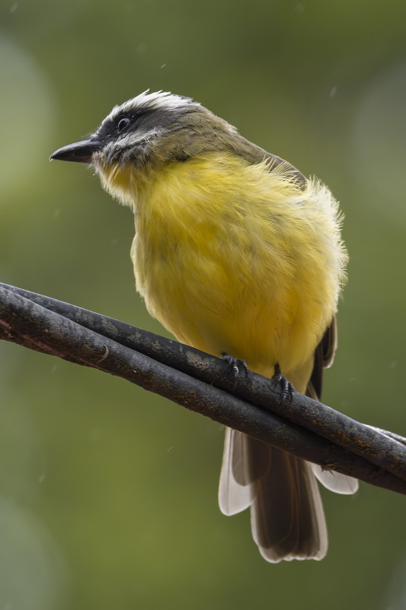 Tyran à ventre d'or - ML644175133