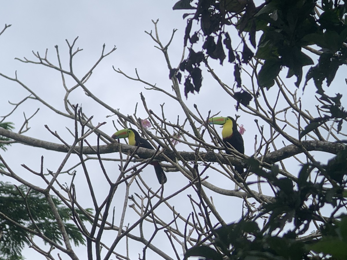 Keel-billed Toucan - ML644175156