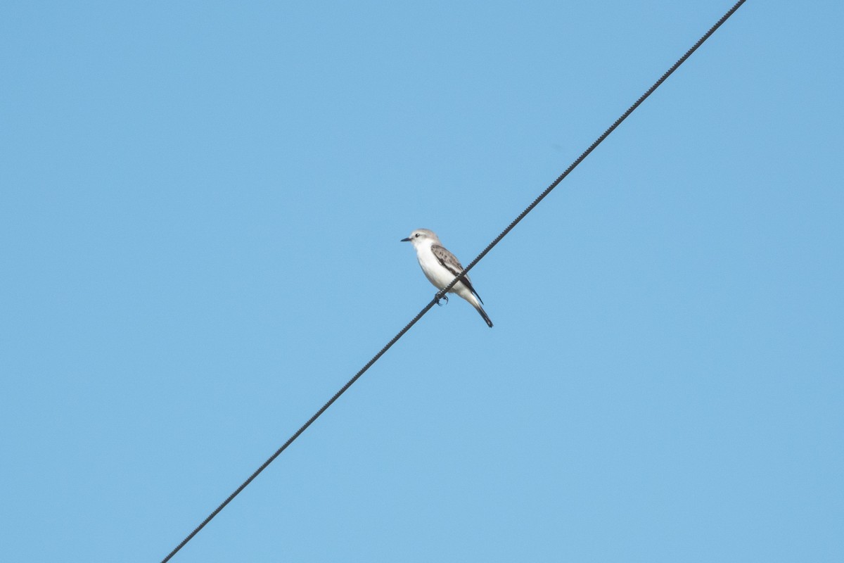 White-rumped Monjita - ML644175167