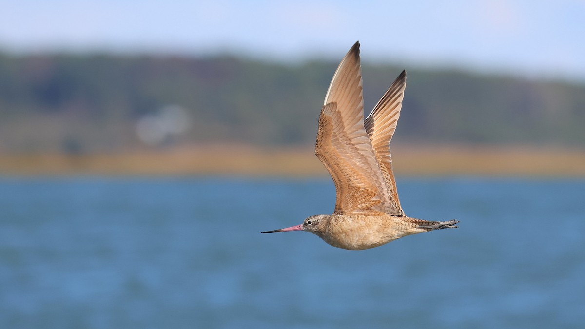 Marbled Godwit - ML644175171