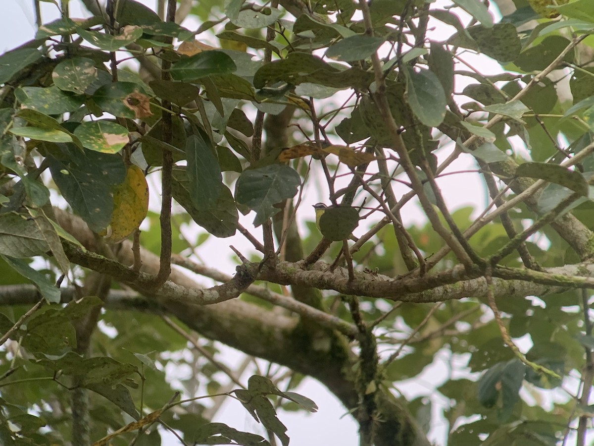 Yellow-bellied Tyrannulet - ML644175175