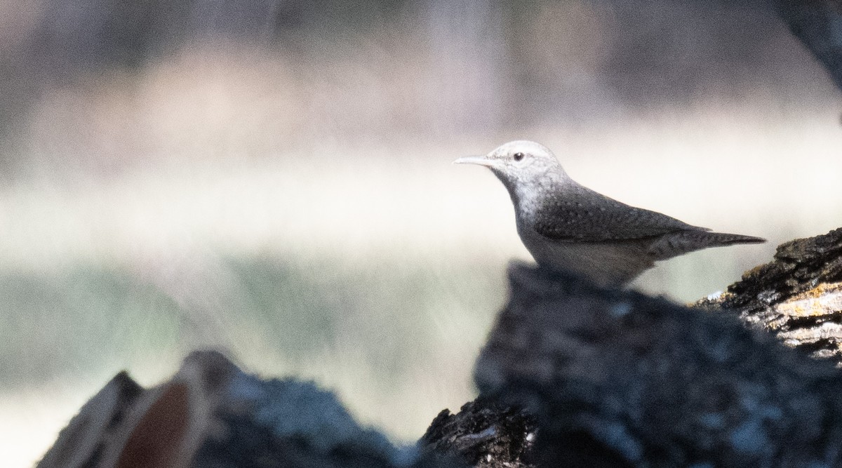 Felsenzaunkönig - ML644175187